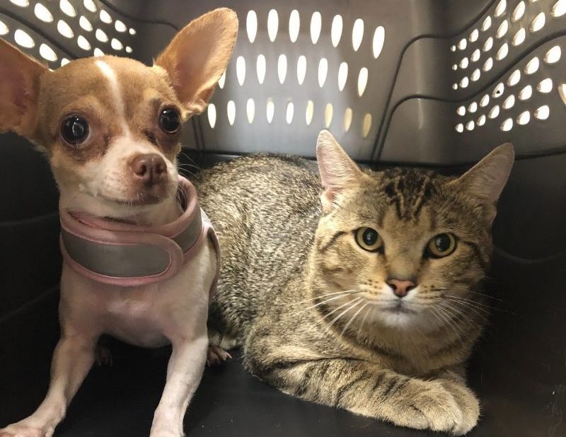 chihuahua and cat