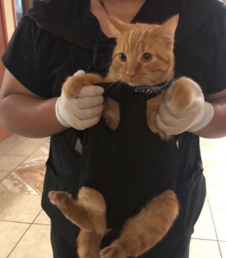 orange tabby cat orange tabby cat