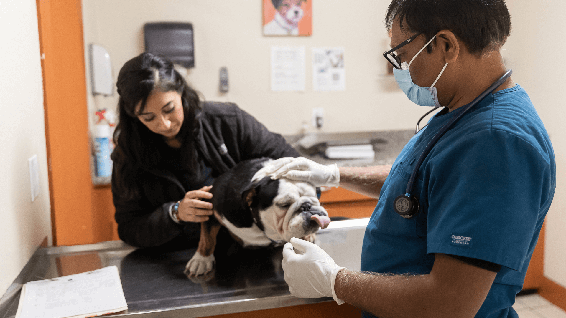 doctor looking at dog