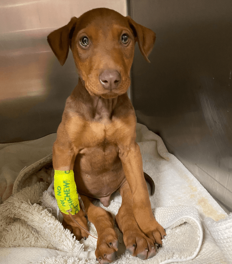 puppy with cast