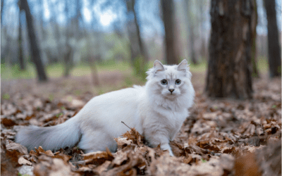 Learn More About Squamous Cell Carcinoma in Cats