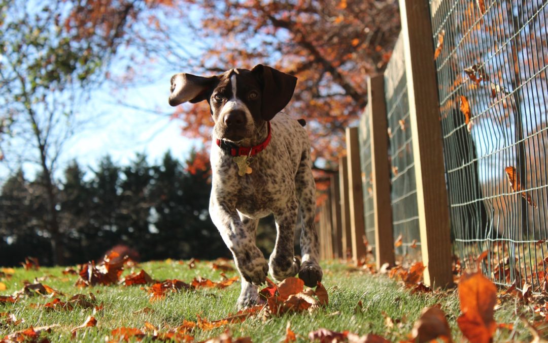 German shorthaired pointer puppy running through leaves by a wire fence.