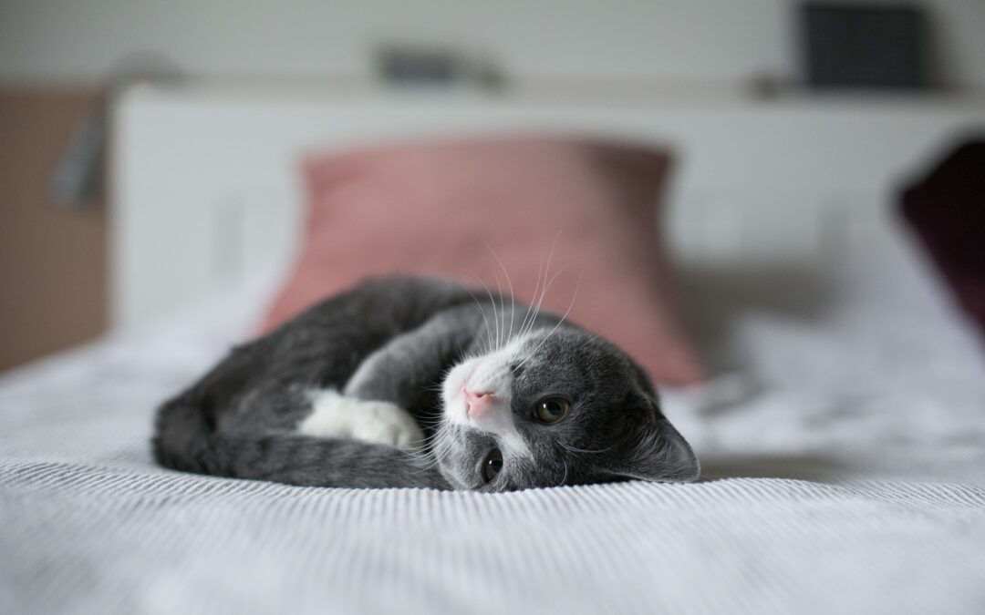 Gray and white kitten lying in bed