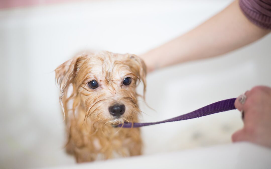 Small tan dog in a bath