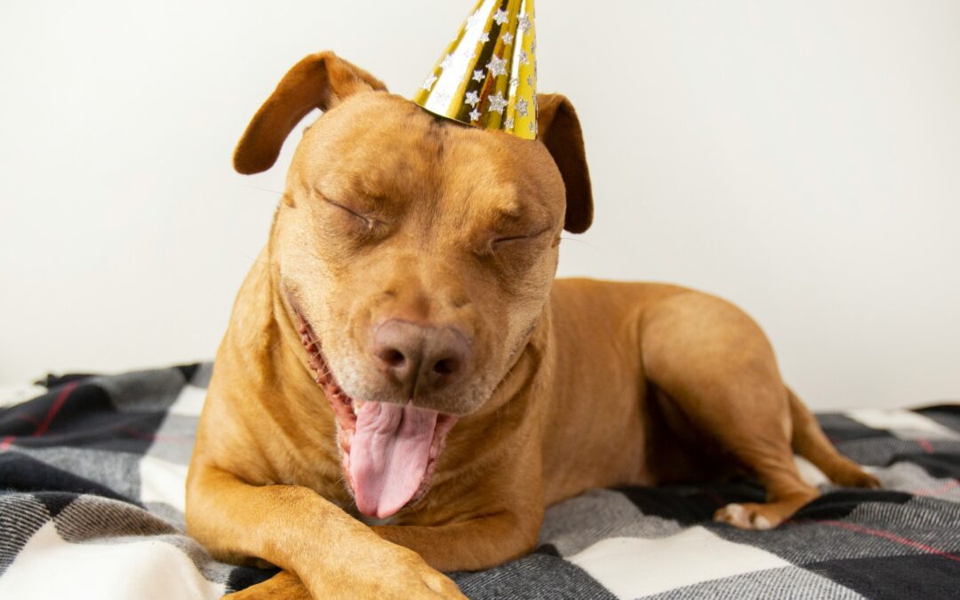 Brown dog with a yellow party hat smiling