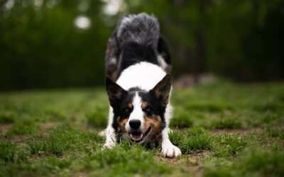 Understanding Lyme Disease in Dogs: Diagnosis, Treatment, and Care