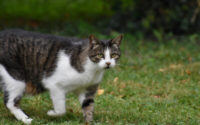 Understanding Why Lyme Disease is Rarely Seen in Cats