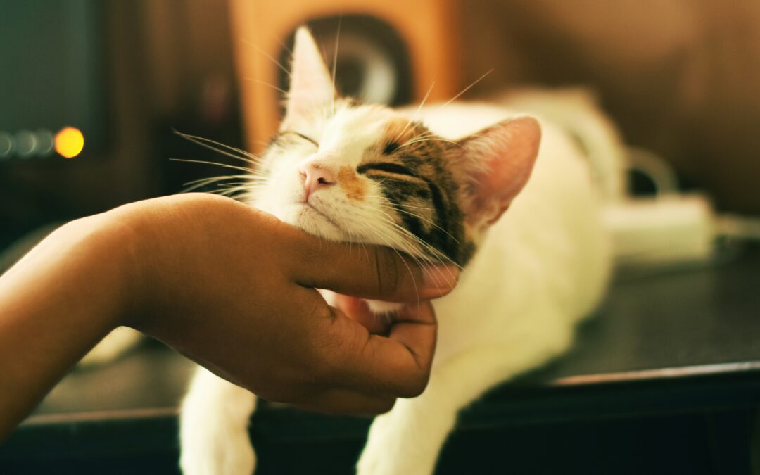 White and brown cat getting chin scratched