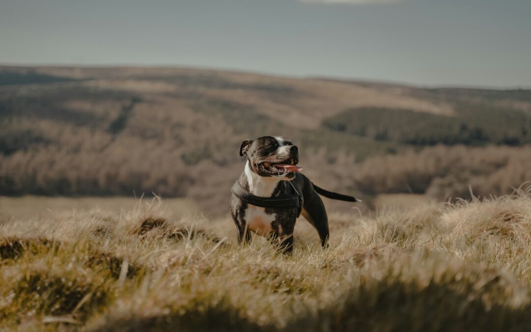 A dog stands in a grassy field with a hill rising in the background under a clear blue sky