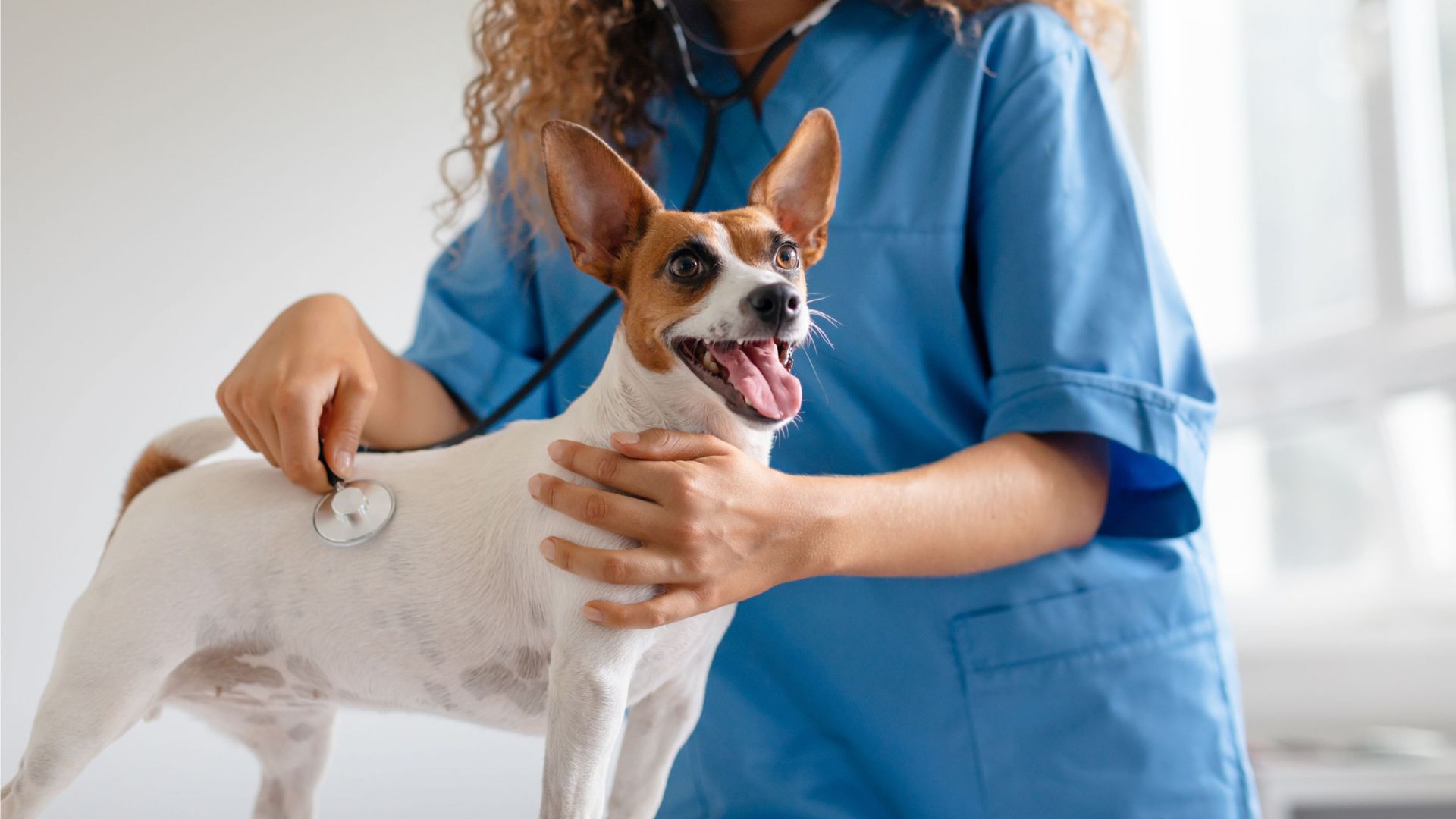 A woman in a blue coat holds a small dog