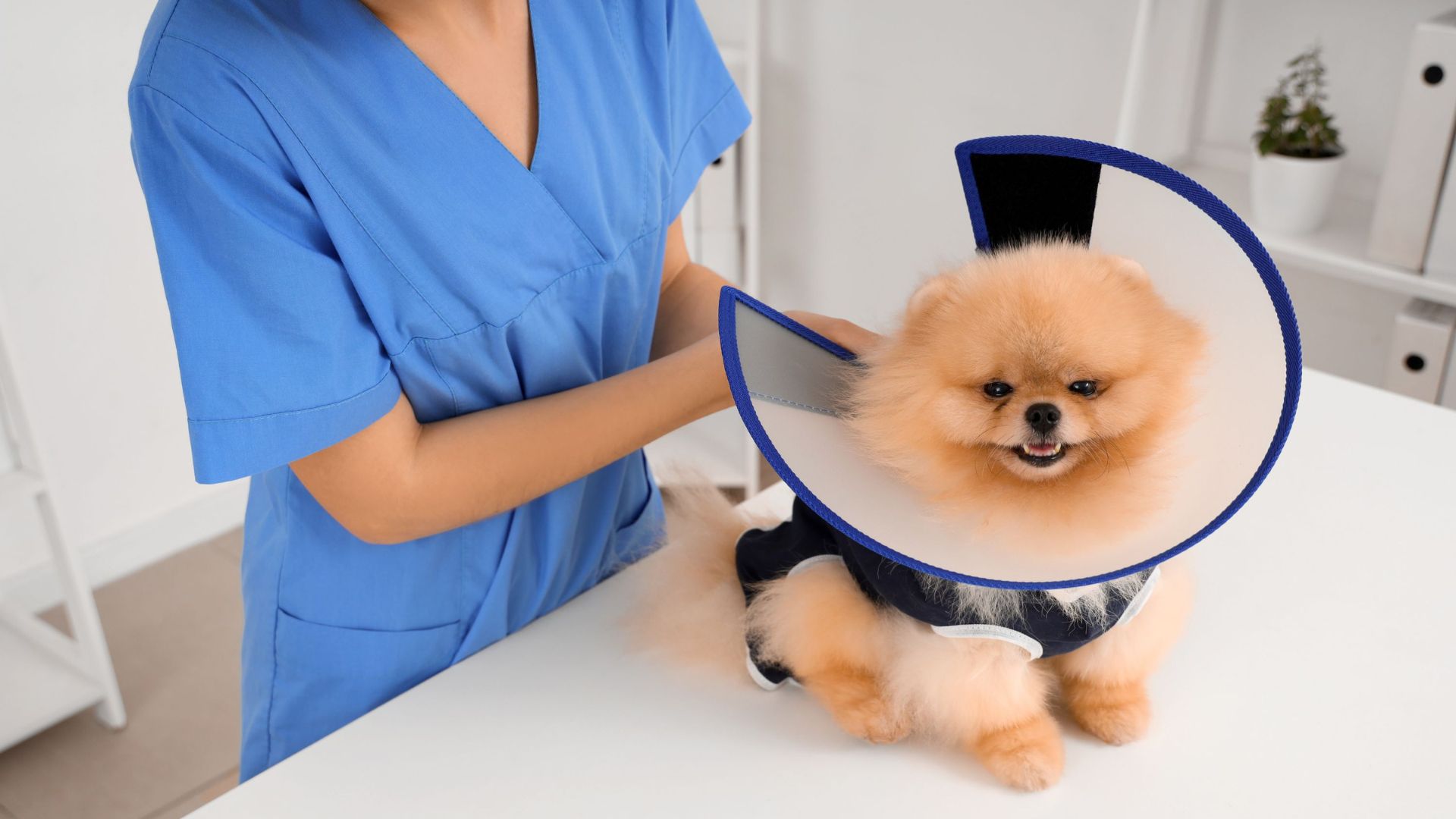 A dog wearing a blue cone