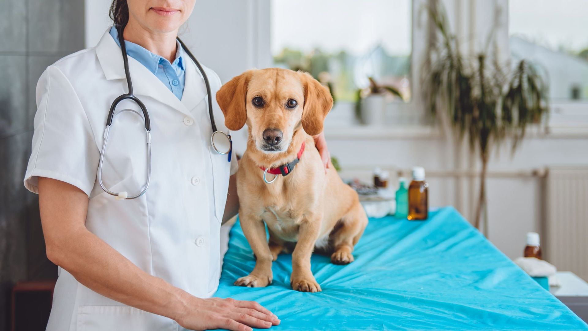 A woman in a white coat holds a small dog